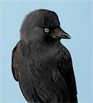 Jackdaw