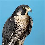 Peregrine Falcon