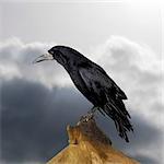 Rook perched on tree stump