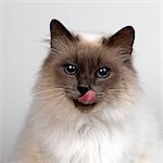 Birman