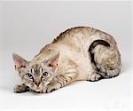 Devon Rex in crouching position