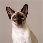 Seal Point Siamese