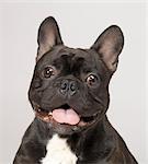 French Bulldog with mouth open