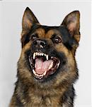 German Shepherd snarling