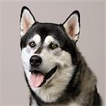 Close up of Husky