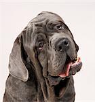 Neapolitan Mastiff with head cocked