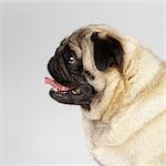 Close up of Pug