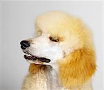 Close up of Standard Poodle