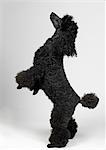 Black MIniature Poodle