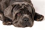 Neapolitan Mastiff with sad face