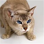 Tonkinese Blue Eyed Caramel crouching