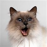 Birman with mouth opened
