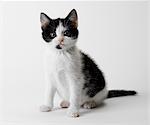 Portrait of black and white kitten