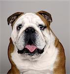 Portrait of British Bulldog