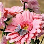 Butterfly on pink Gerbera
