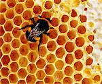 Bee on honey comb