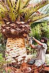 Man peeling palm tree with chainsaw, Majorca, Spain