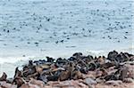 Cape Fur seals (Arctocephalus pusillus), Cape Cross, Skeleton Coast, Kaokoland, Kunene Region, Namibia, Africa