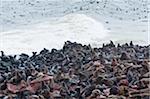 Cape Fur seals (Arctocephalus pusillus), Cape Cross, Skeleton Coast,  Kaokoland, Kunene Region, Namibia, Africa