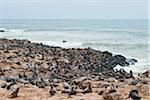 Cape Fur seals (Arctocephalus pusillus), Cape Cross, Skeleton Coast,  Kaokoland, Kunene Region, Namibia, Africa