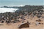 Cape Fur seals (Arctocephalus pusillus), Cape Cross, Skeleton Coast,  Kaokoland, Kunene Region, Namibia, Africa