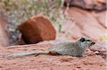 Dassie rat (Petromus typicus), Damaraland, Kunene Region, Namibia, Africa