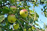 Close-up of Apples hanging on Tree, Styria, Austria