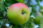 Close-up of Apple on Tree, Styria, Austria