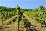 Landscape of Vineyard, Styria, Austria