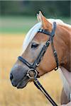 Portrait of Haflinger Outdoors, Bavaria, Germany