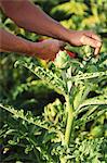 A man harvesting artichokes