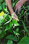 A man harvesting yellow beans