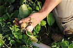 A man harvesting radishes