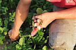 A man harvesting radishes