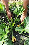 A man harvesting courgettes in the field