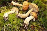 A birch bolete mushroom