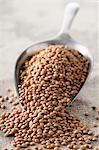 Lentils on a scoop