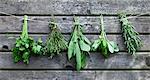 Bunches of herbs hanging against a wooden wall