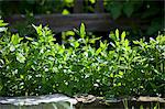 Peppermint growing in a bed