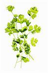 Fresh coriander