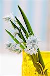 Spring flowers in a yellow vase