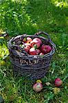 Red apples in a basket in a field