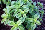 Fresh mint growing in the garden