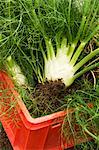 Freshly harvested fennel in a crate