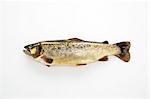 A brook trout on a white surface