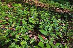 Woodruff in the forest