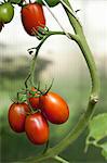 Plum tomatoes on the plant