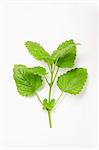 Lemon balm on a white surface