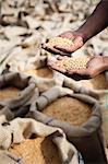 Person's hands holding wheat grains, Anaj Mandi, Sohna, Gurgaon, Haryana, India