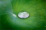 Drop of water on a lotus leaf in Bangkok,Thailand